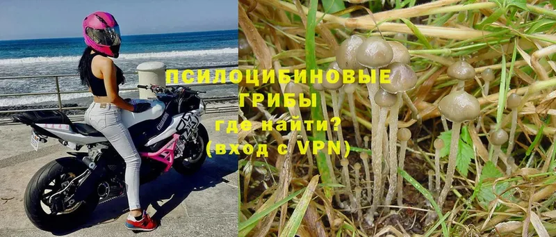 Галлюциногенные грибы Psilocybine cubensis  Волоколамск 